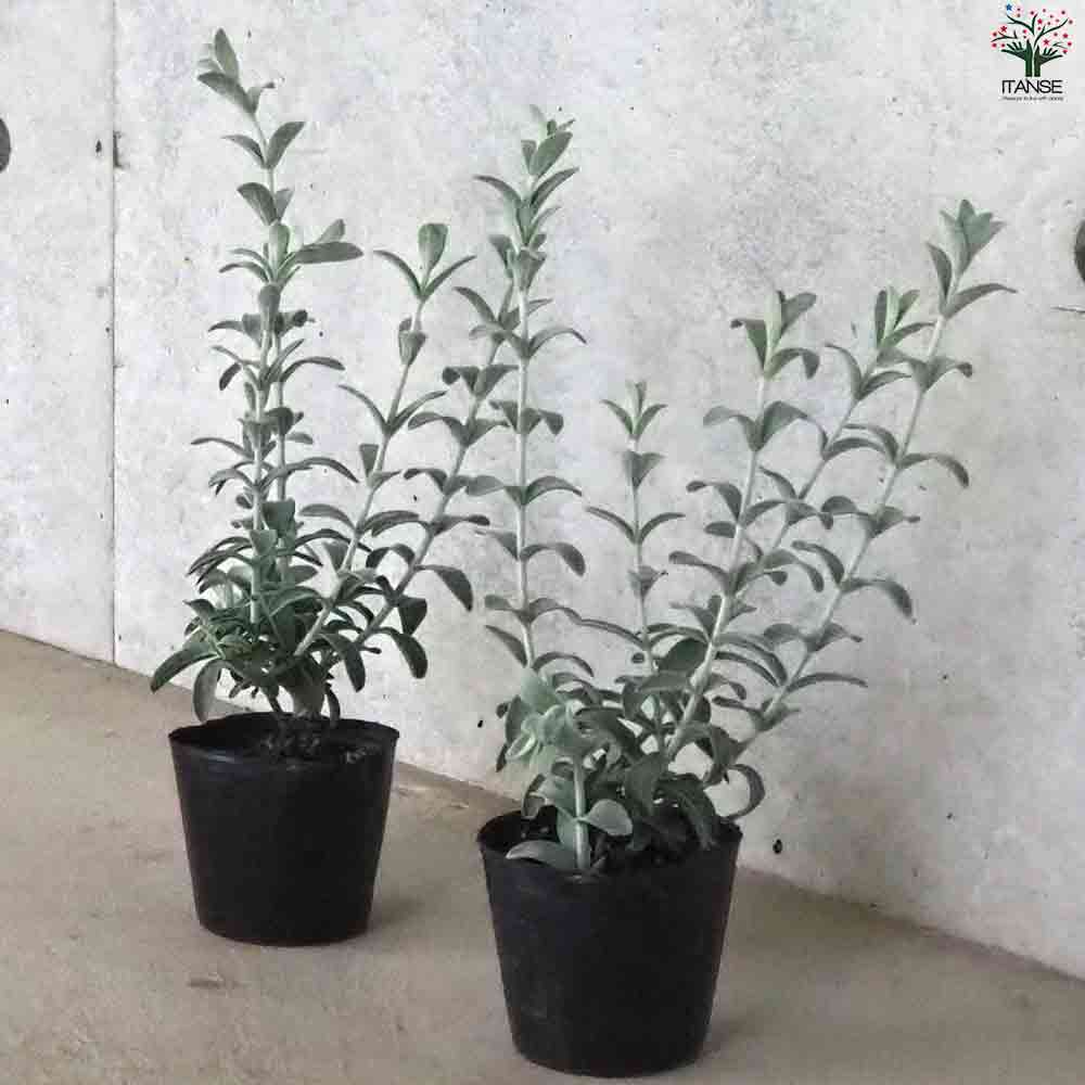 ピティロディア  フェアリーピンク 【庭木 3号ポット】