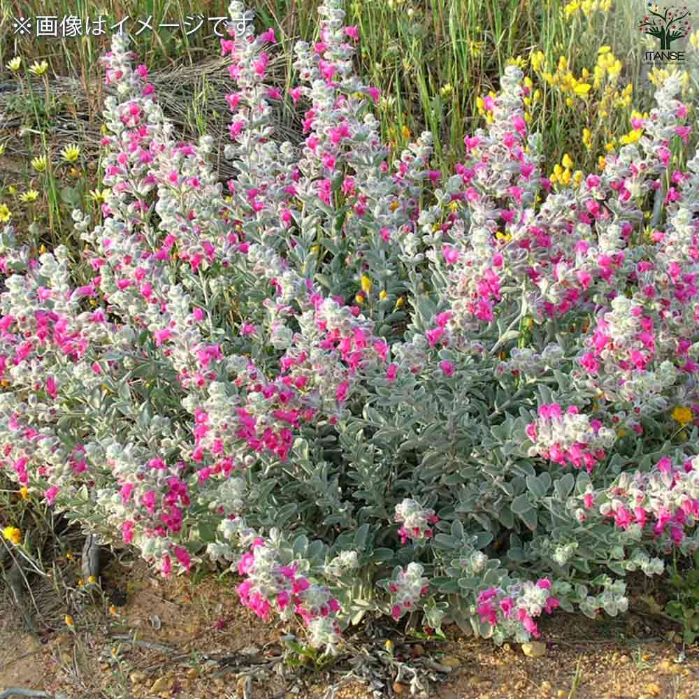 ピティロディア  フェアリーピンク 【庭木 3号ポット】