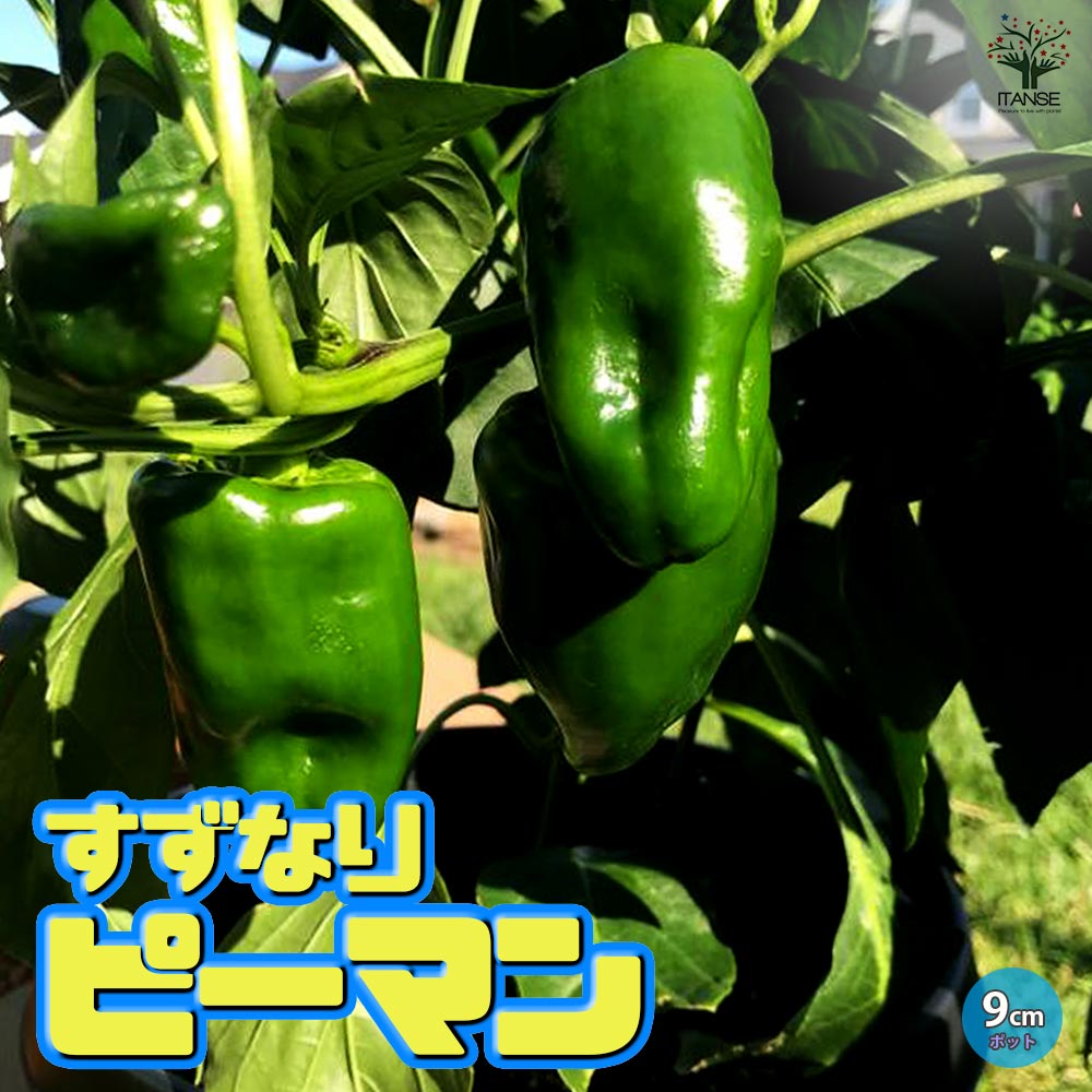 すずなりピーマン2個～【野菜苗 実生苗9cmポット】
