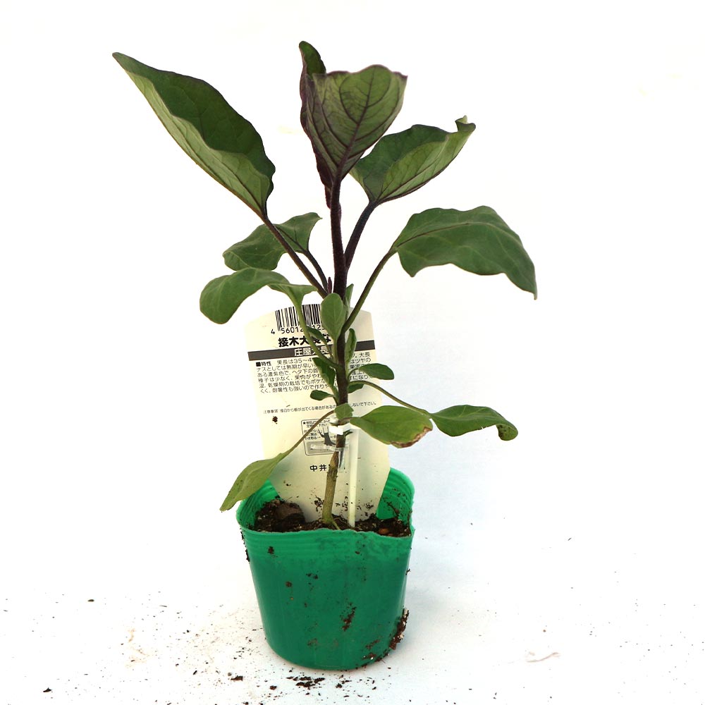 庄屋大長なす 接木苗2個～【野菜 接木苗9cmポット】