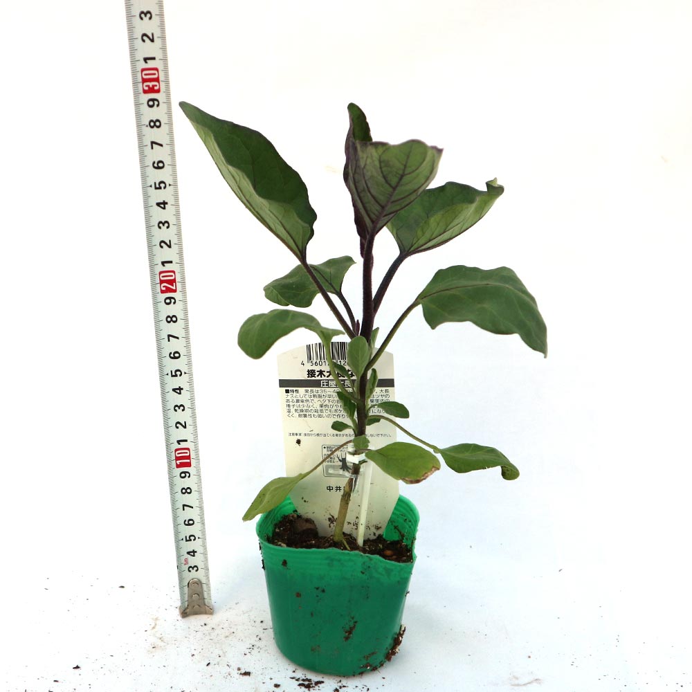 庄屋大長なす 接木苗2個～【野菜 接木苗9cmポット】