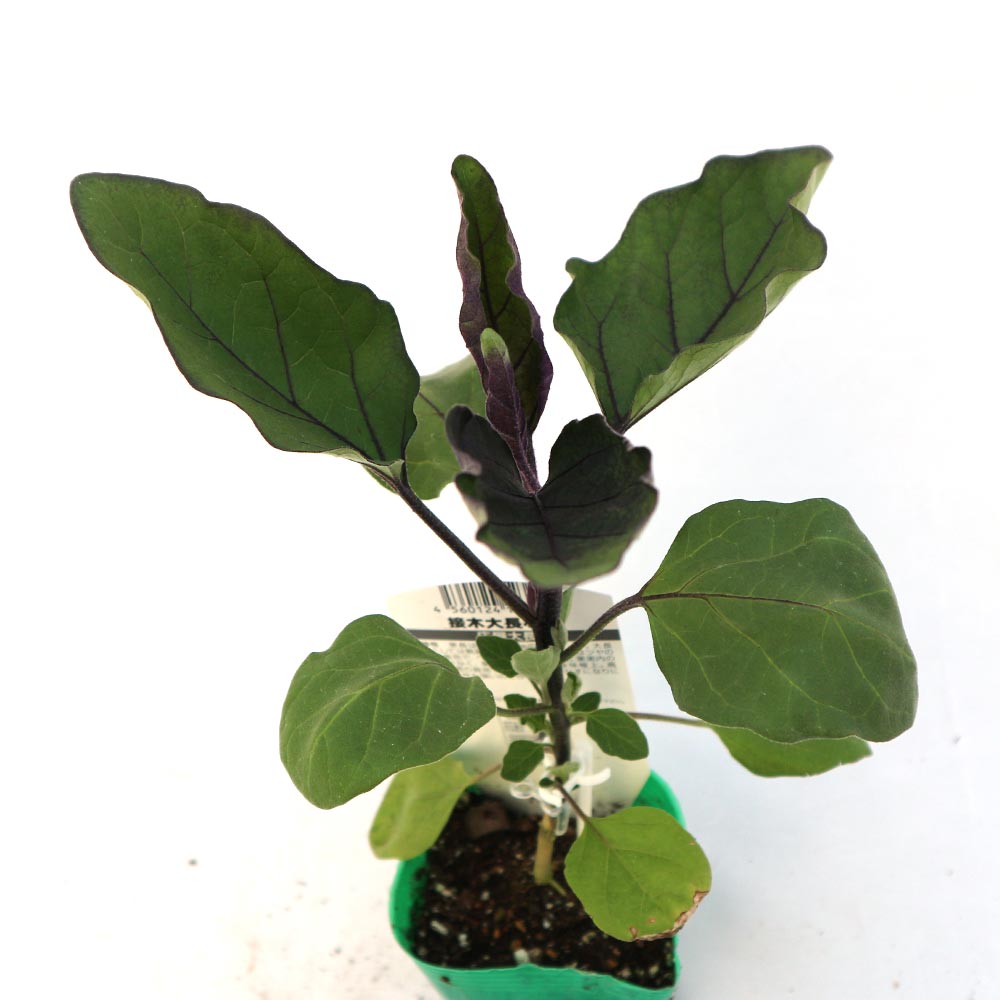 庄屋大長なす 接木苗2個～【野菜 接木苗9cmポット】