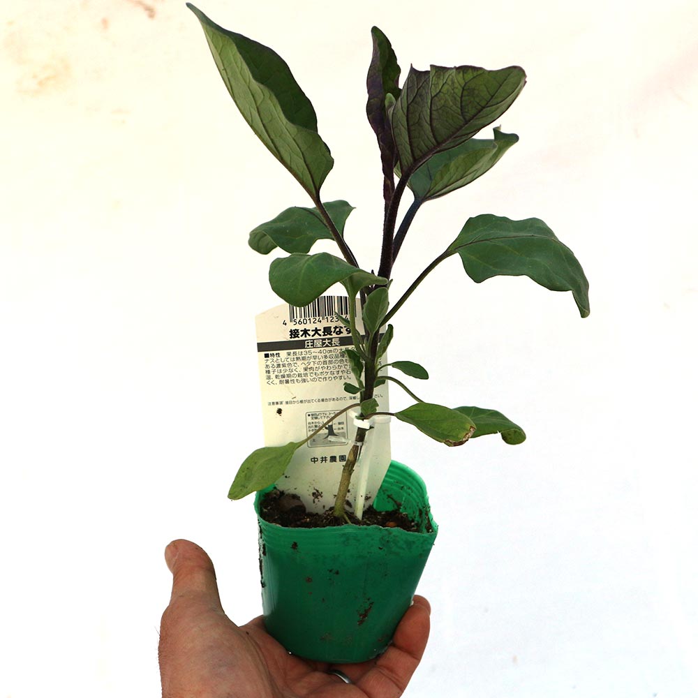 庄屋大長なす 接木苗2個～【野菜 接木苗9cmポット】