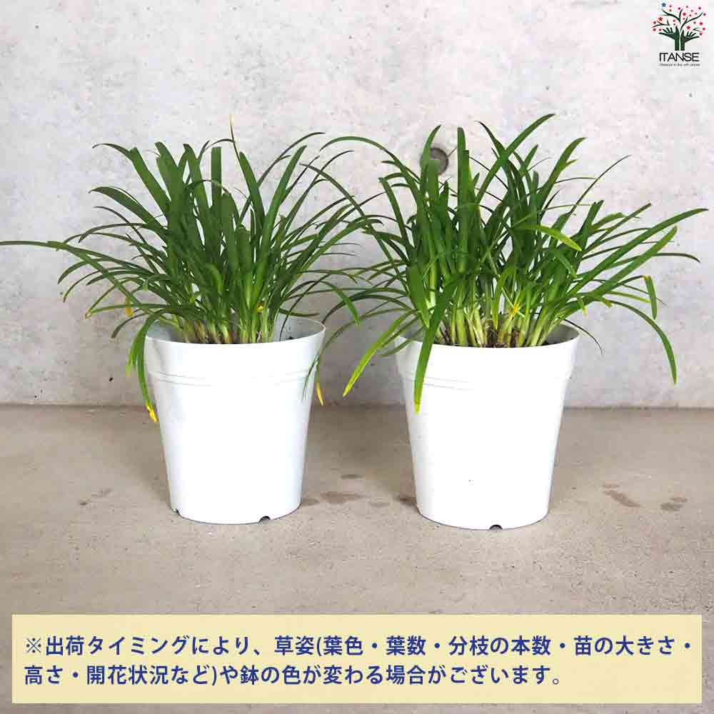 アガパンサス サマーラブ ホワイト 【花苗 5号鉢】| 【植物の アガパンサス サマーラブ ホワイト 【花苗 5号鉢】| 【植物の