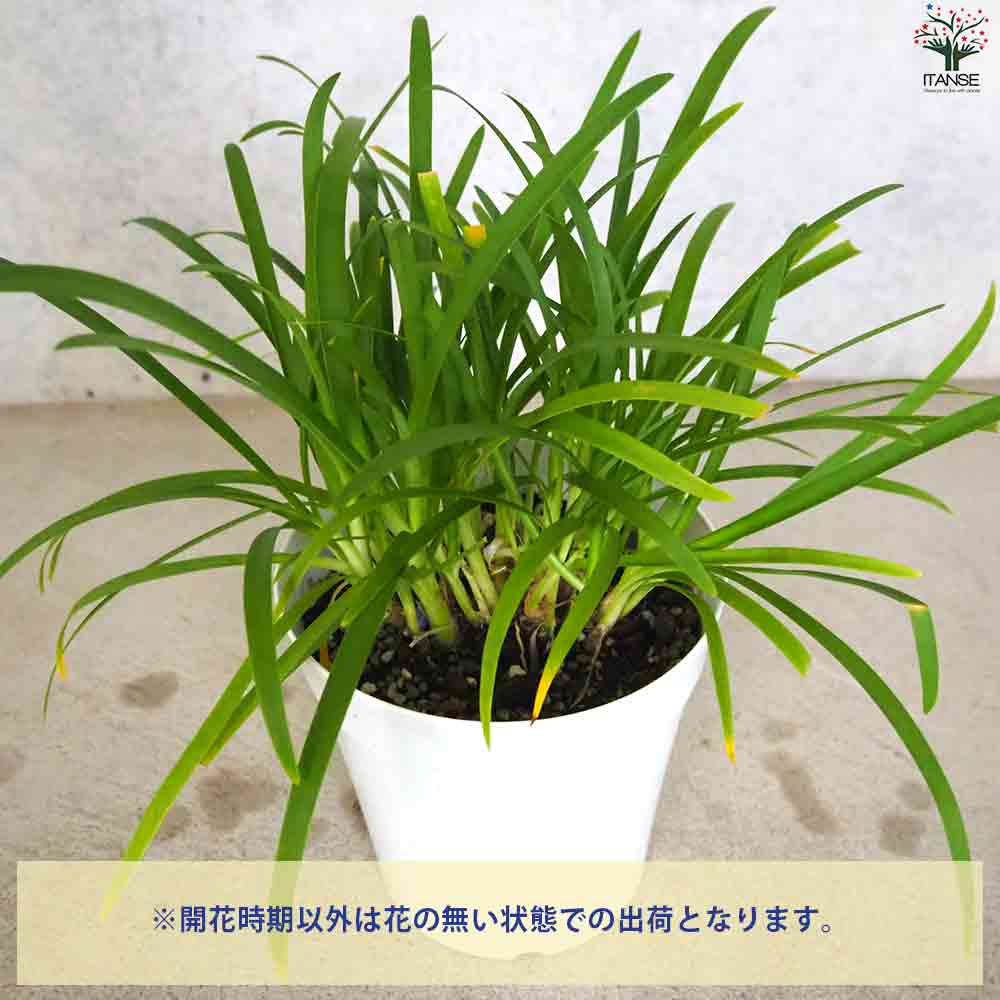 アガパンサスサマーラブホワイト苗 楽天市場】アガパンサス 苗 サマーラブホワイト 10.5cmポット