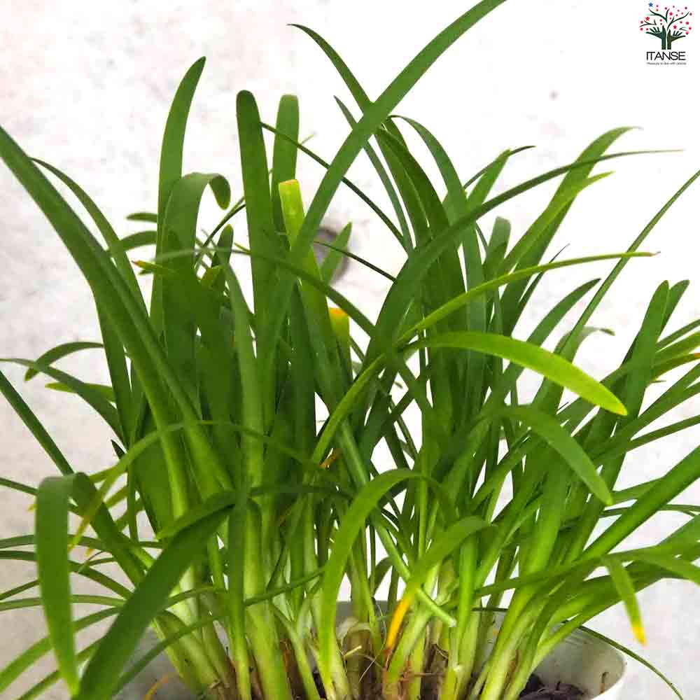 アガパンサス サマーラブ ホワイト 【花苗 5号鉢】｜ 【植物の