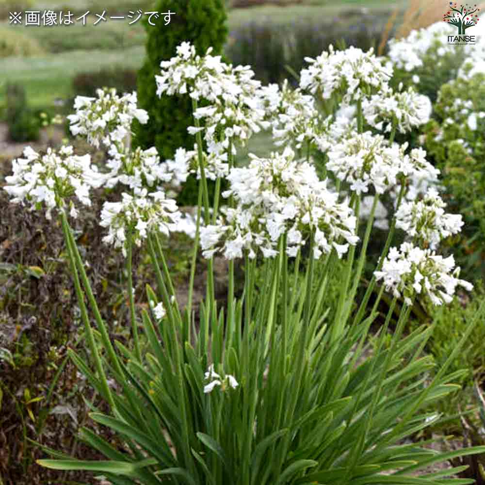 アガパンサス サマーラブ ホワイト 【花苗 5号鉢】｜ 【植物の