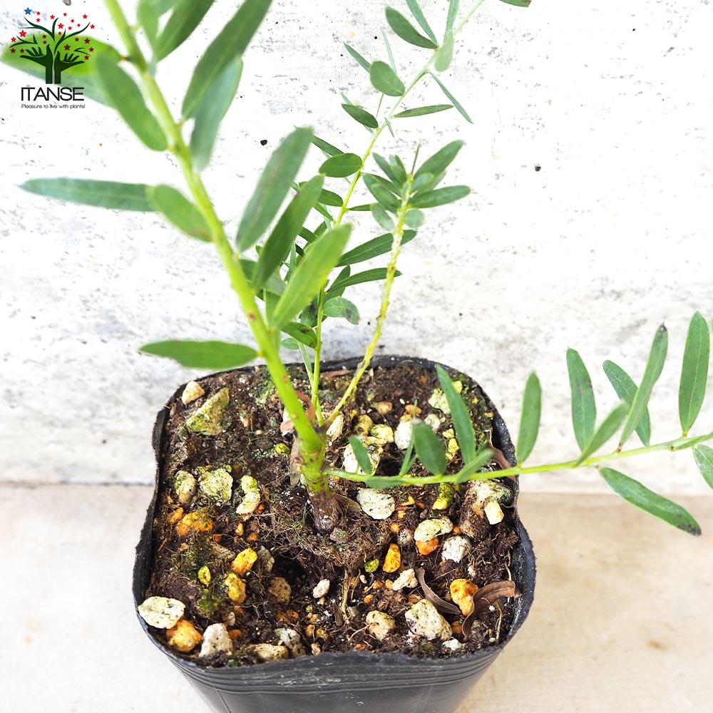 アカシア ブルーブッシュ【花苗 3号ポット】｜ 【植物の