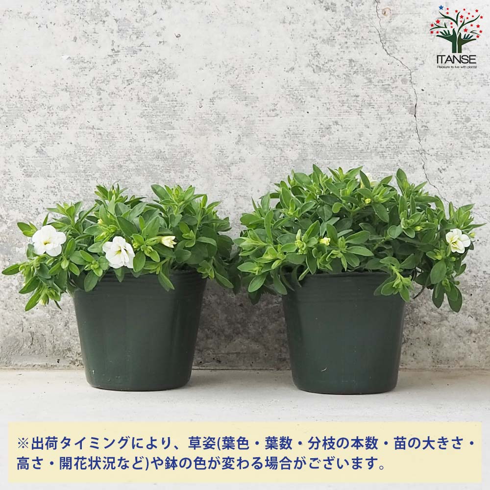 カリブラコア スノープリンセス【花苗 3.5号】｜ 【植物のITANSE