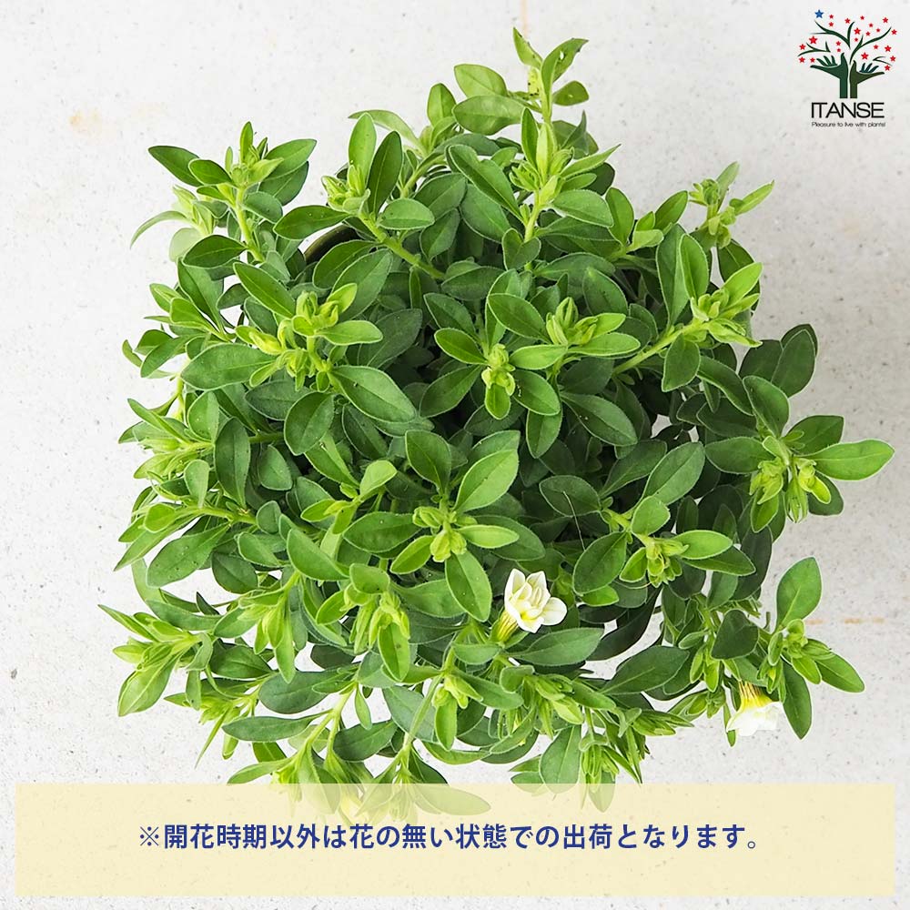 スノーホワイト　 White 子株 RITMO LATINO MILANO（リトモラティーノミラノ） SNOW WHITE （スノー