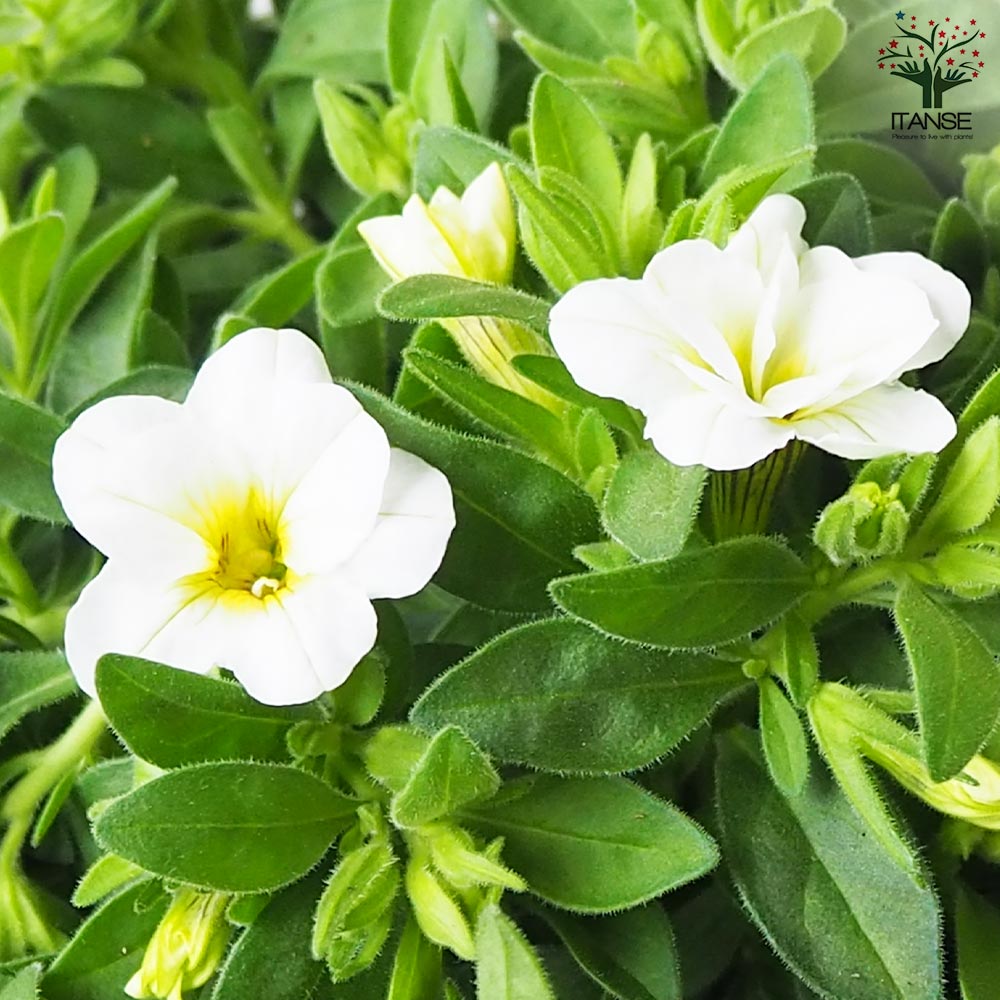 カリブラコア スノープリンセス【花苗 3.5号】｜ 【植物のITANSE