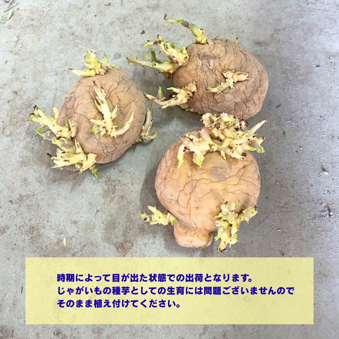 秋植えじゃがいもの種芋 品種:ニシユタカ 【種芋】