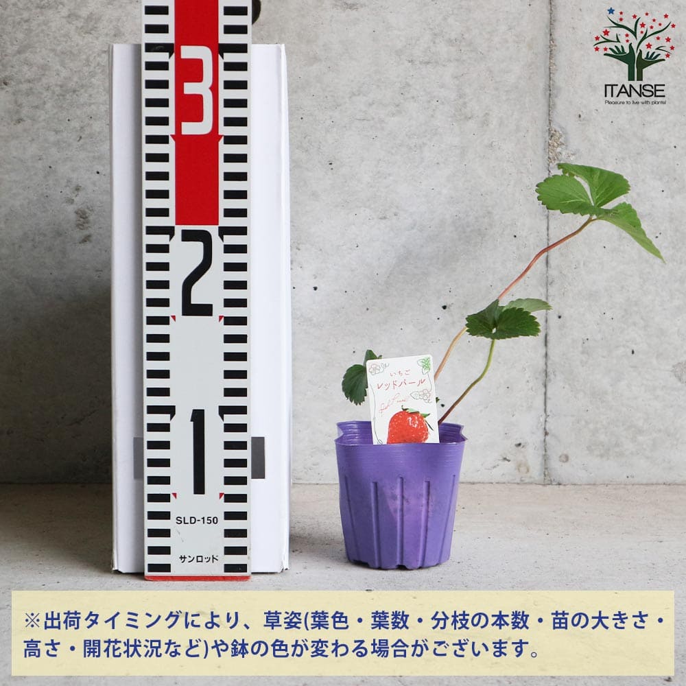 いちごの苗 品種:レッドパール2個~【野菜の苗 9cmポット苗】