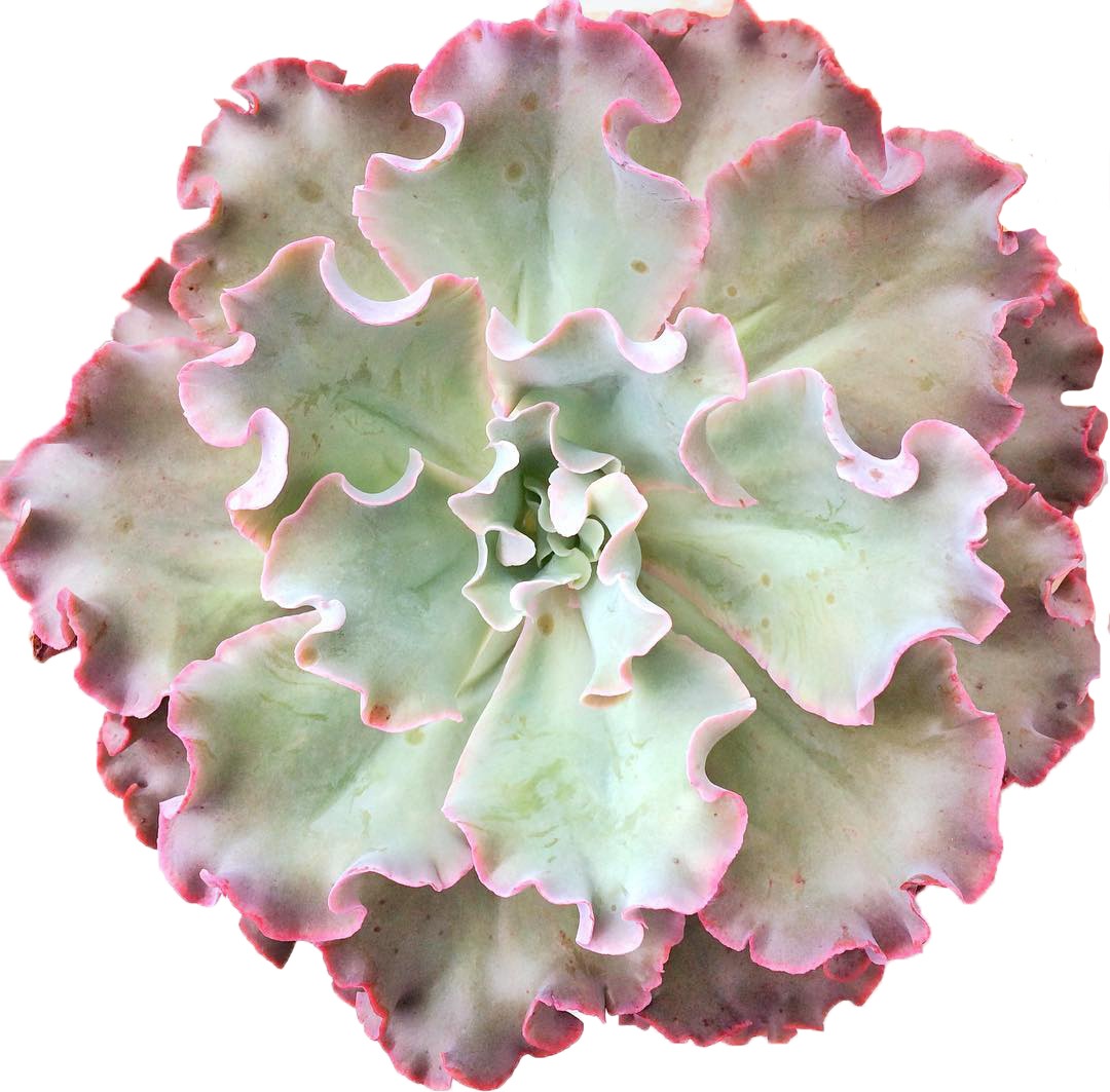 Itanse良品ｾﾚｸﾄ通販