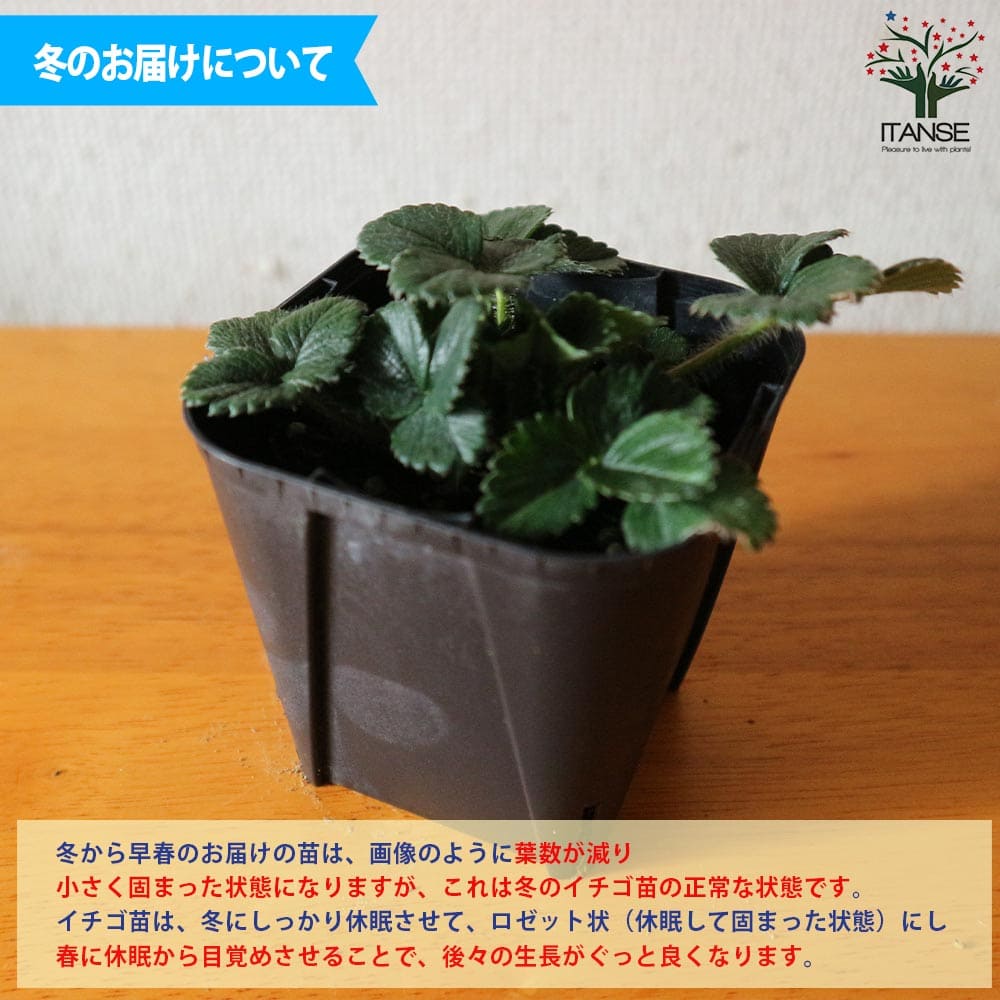 いちごの苗 品種:レッドパール2個~【野菜の苗 9cmポット苗】