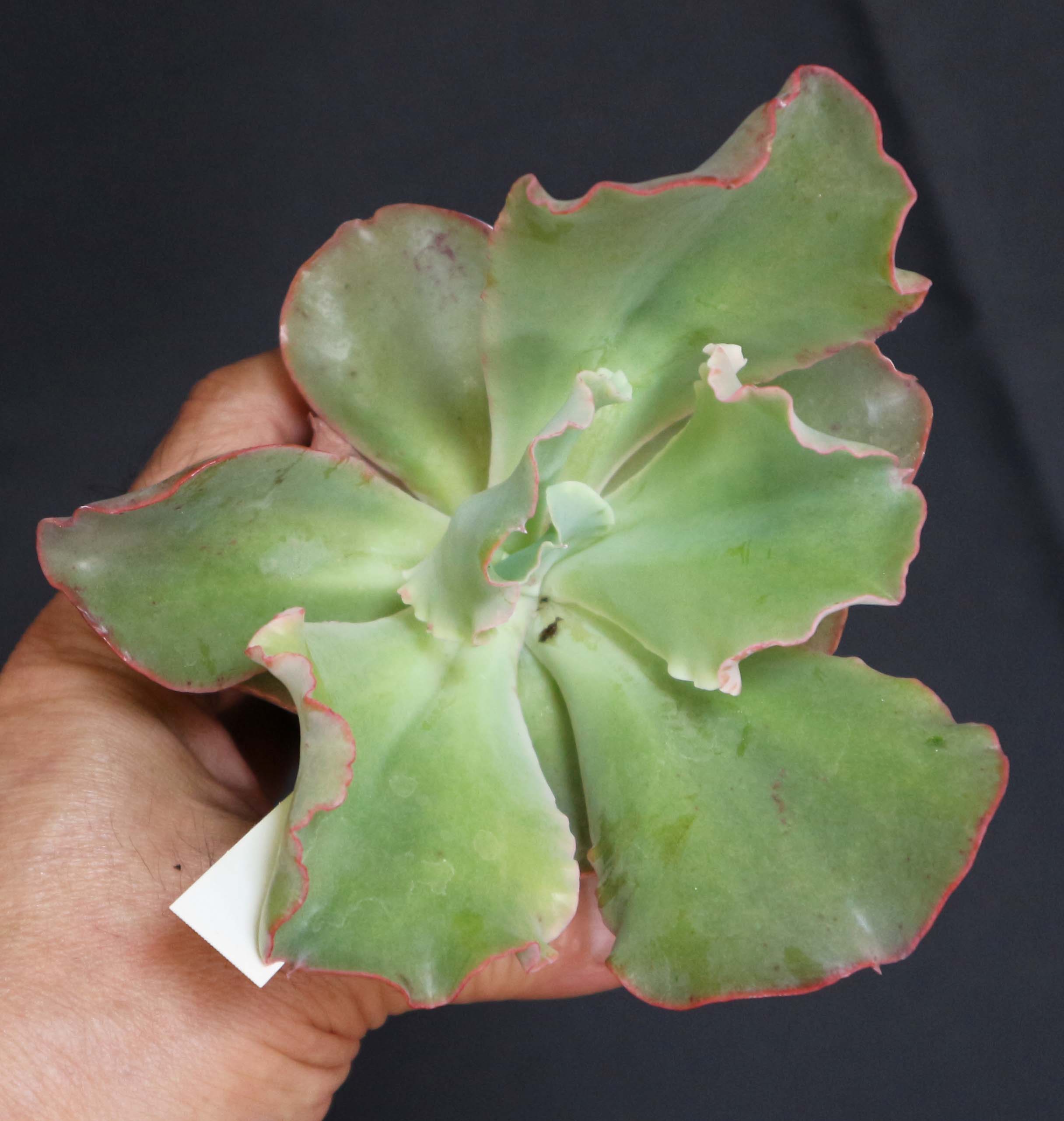 Itanse良品ｾﾚｸﾄ通販