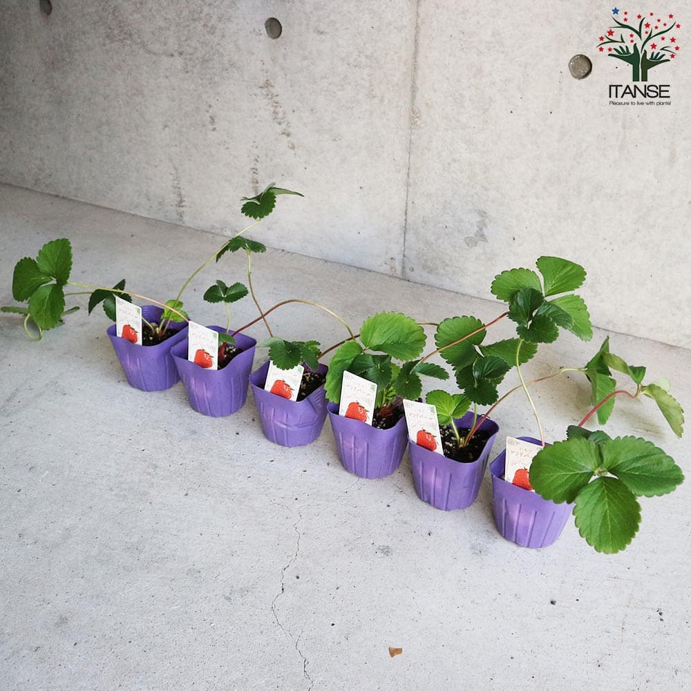 いちごの苗 品種:レッドパール2個~【野菜の苗 9cmポット苗】