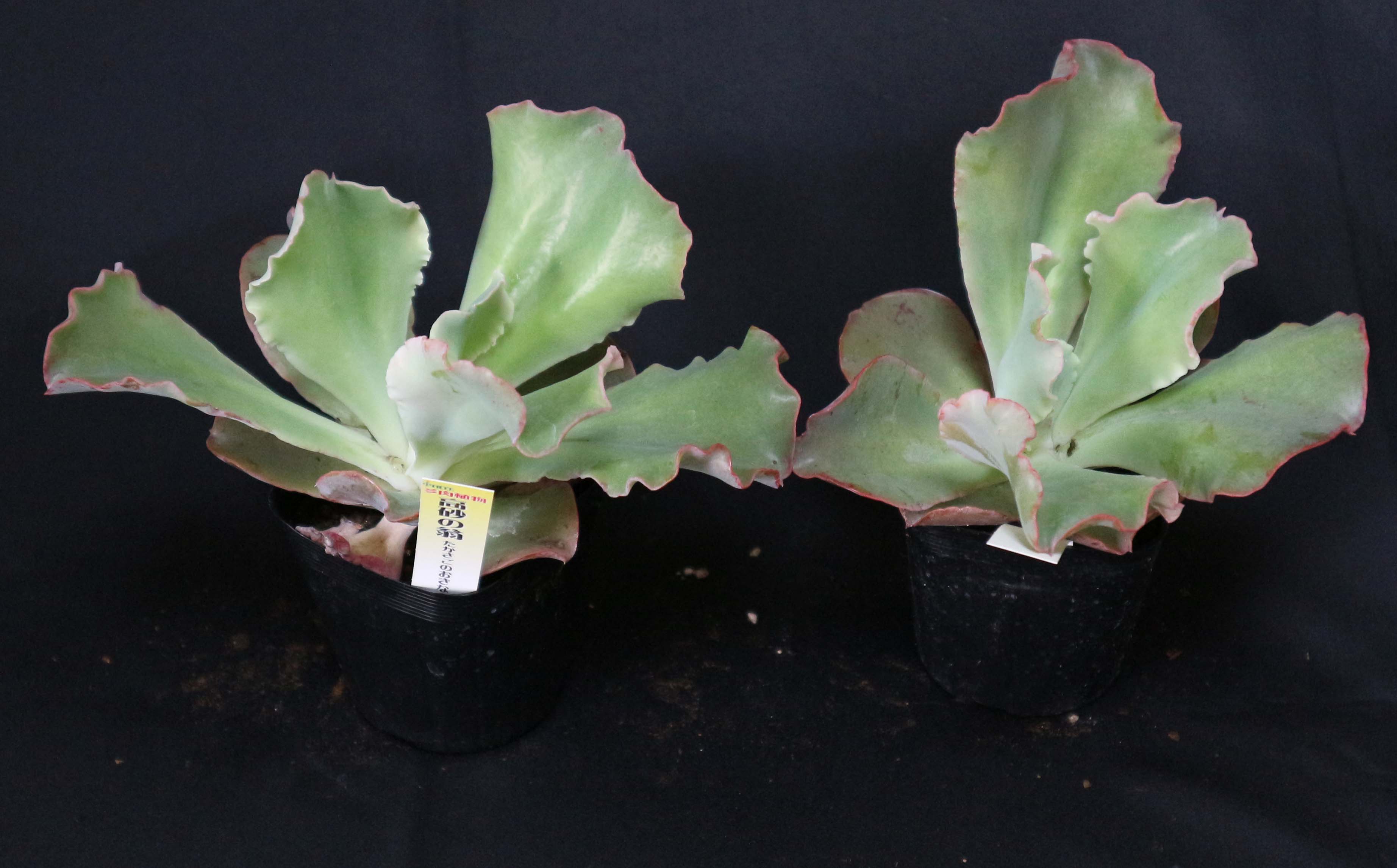 Itanse良品ｾﾚｸﾄ通販