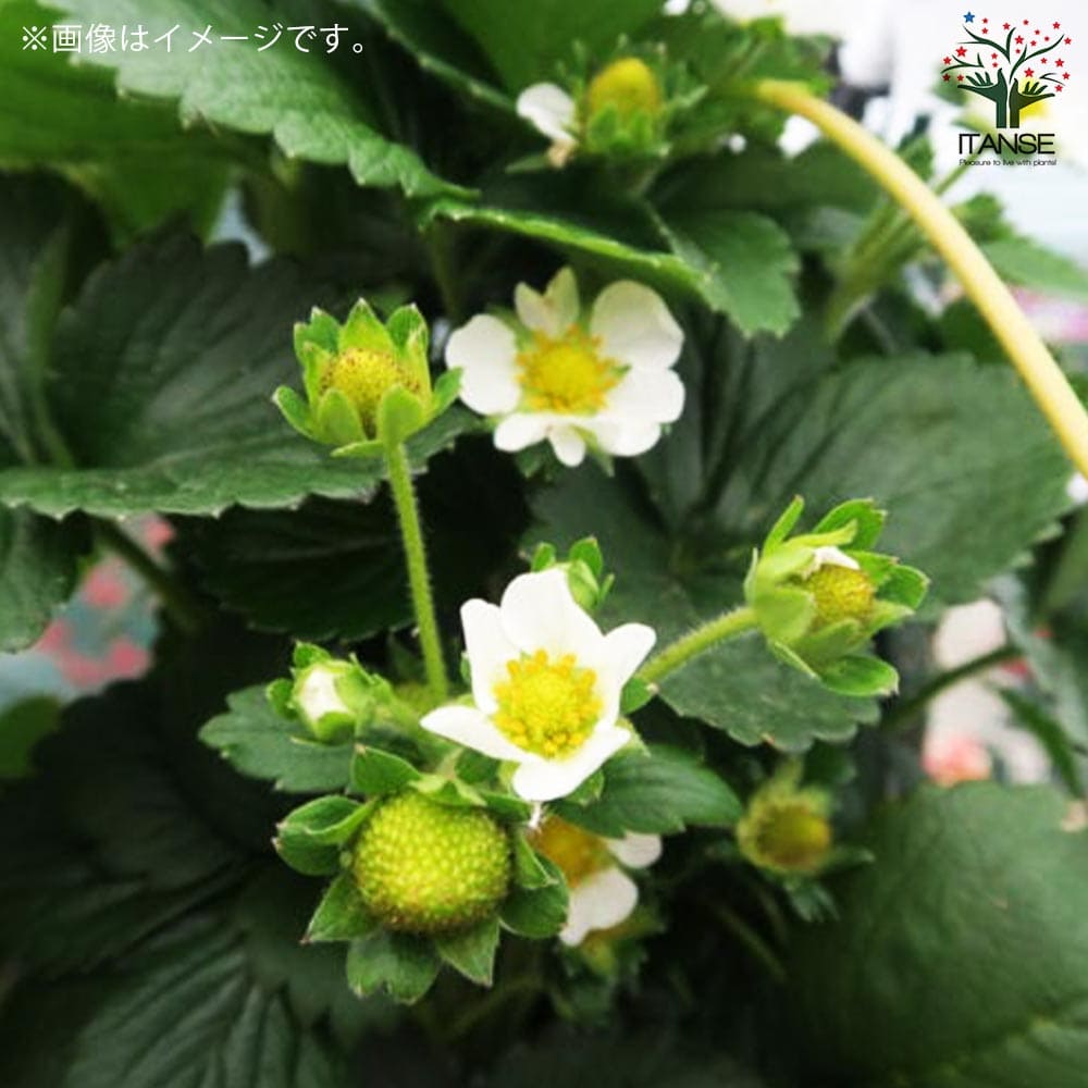 いちごの苗 品種:レッドパール2個~【野菜の苗 9cmポット苗】