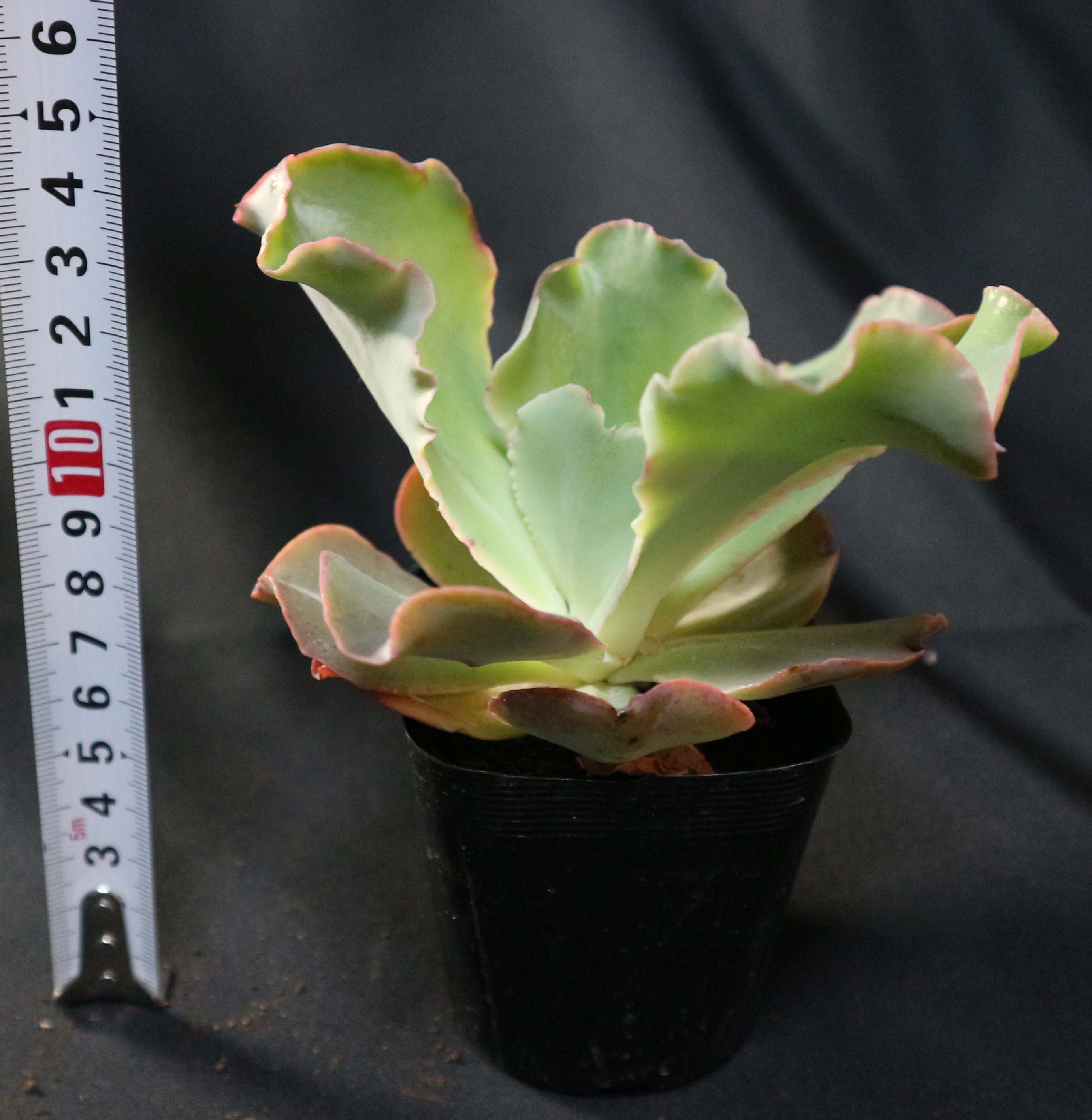 Itanse良品ｾﾚｸﾄ通販