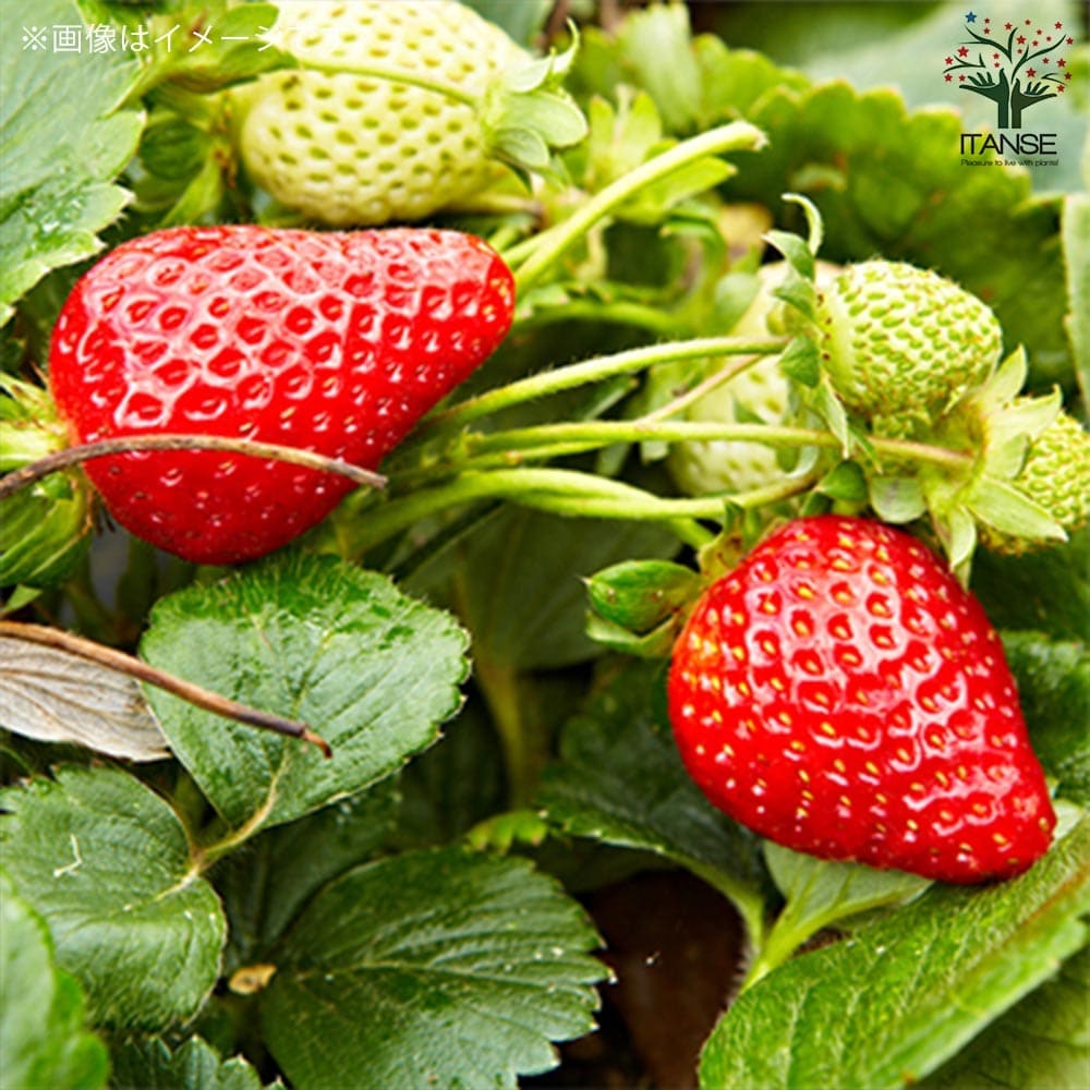 いちごの苗 品種:レッドパール2個~【野菜の苗 9cmポット苗】