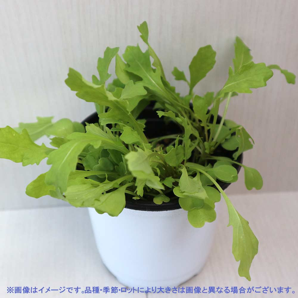 ワイルドロケット 10 5cm2個 おうちで簡単 育てやすい10 5cmポットハーブ苗シリーズ 植物の 全品送料無料・即出荷