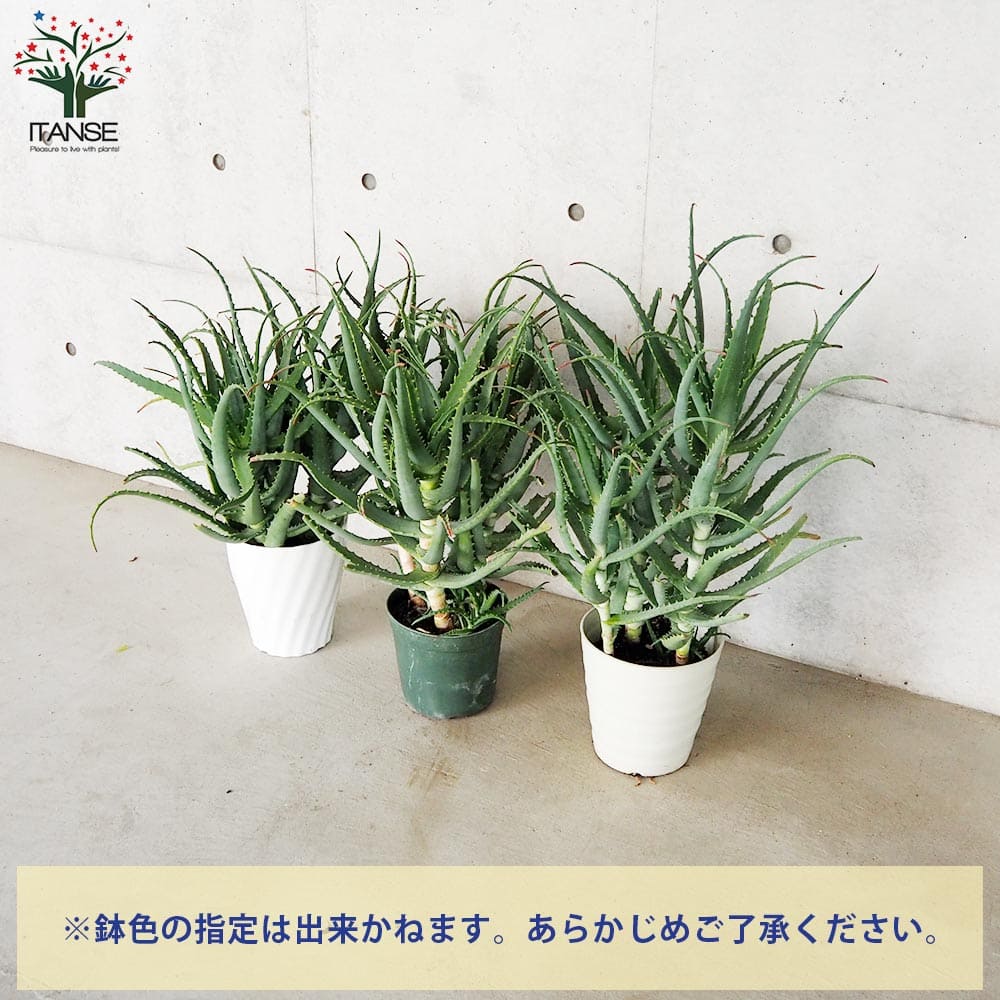 木立アロエ【多肉植物 7号鉢大苗】｜ 【植物のITANSE】全品送料