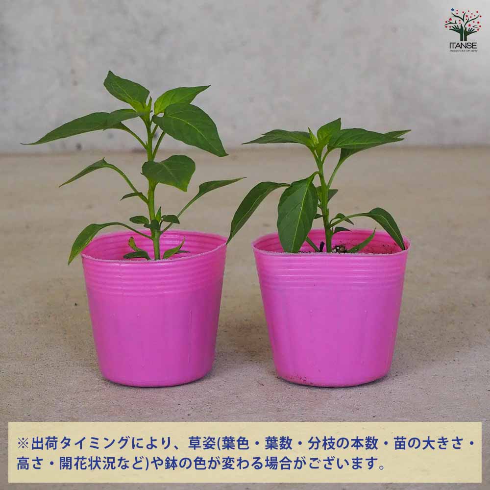 本タカノツメ 2個～【野菜の苗 2.5号ポット】｜ 【植物のITANSE