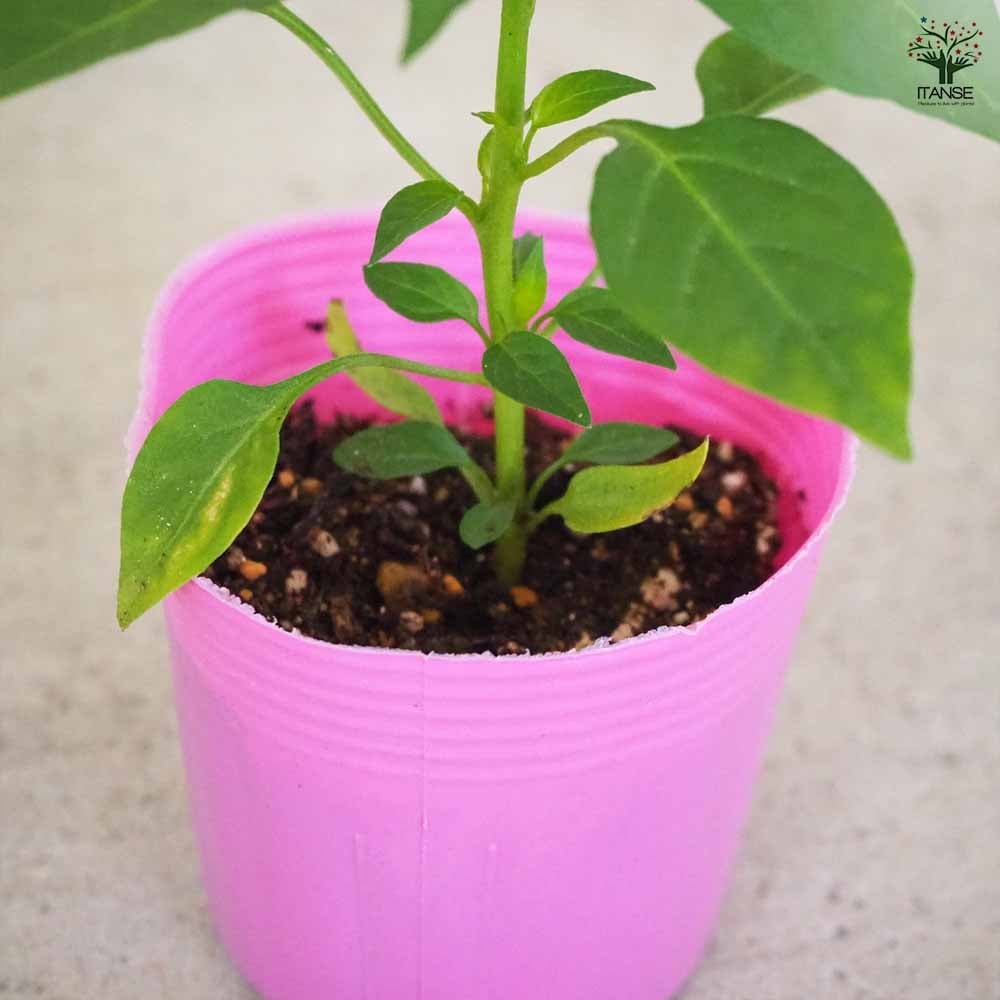 本タカノツメ 2個～【野菜の苗 2.5号ポット】｜ 【植物のITANSE
