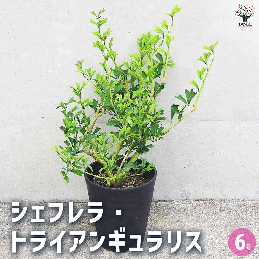 シェフレラ トライアンギュラリス 【観葉植物 6号鉢／1個売り】