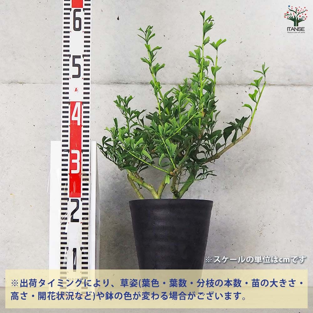 シェフレラ トライアンギュラリス 【観葉植物 6号鉢／1個売り】