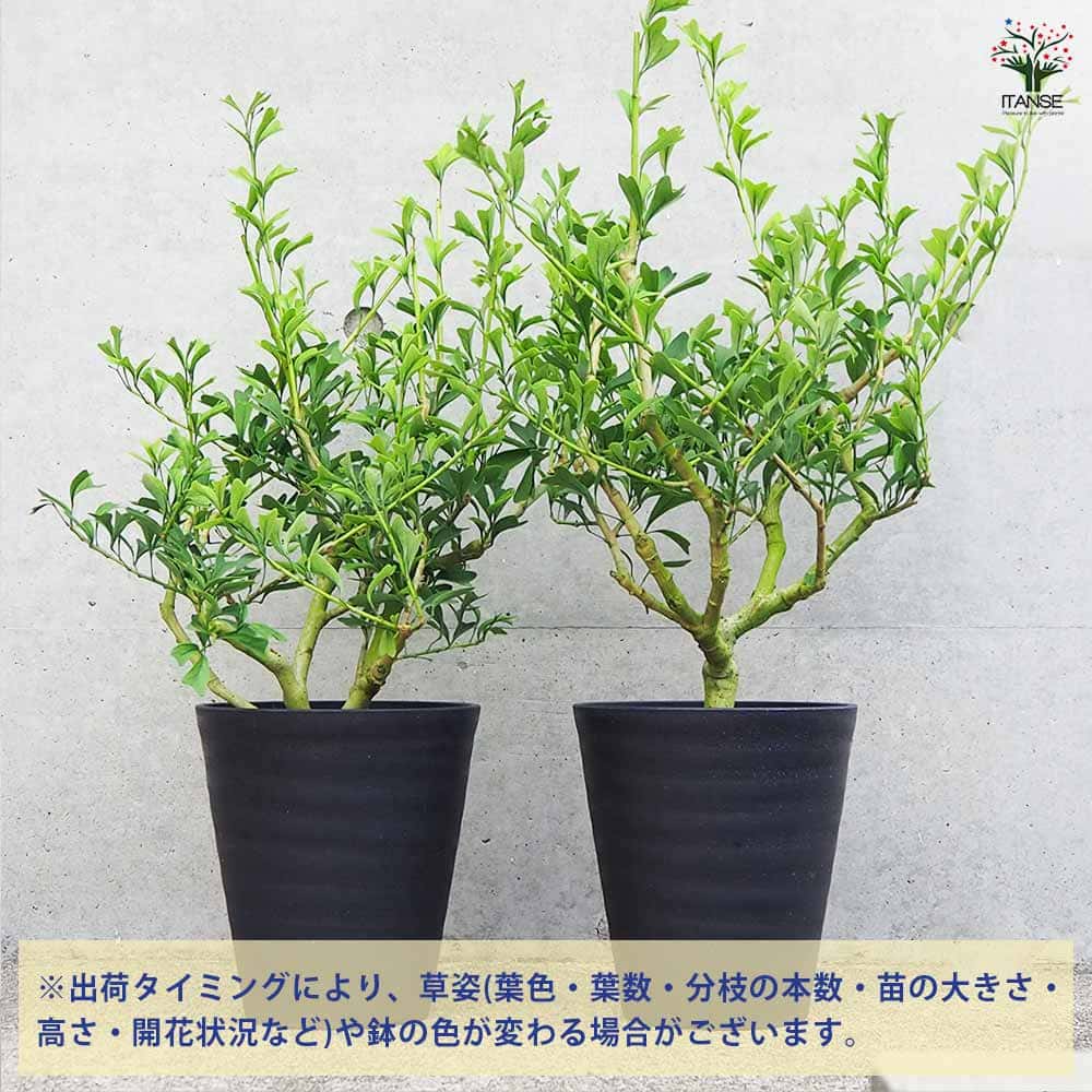 シェフレラ トライアンギュラリス 【観葉植物 6号鉢／1個売り】