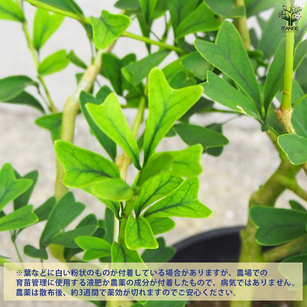 シェフレラ トライアンギュラリス 【観葉植物 6号鉢／1個売り】