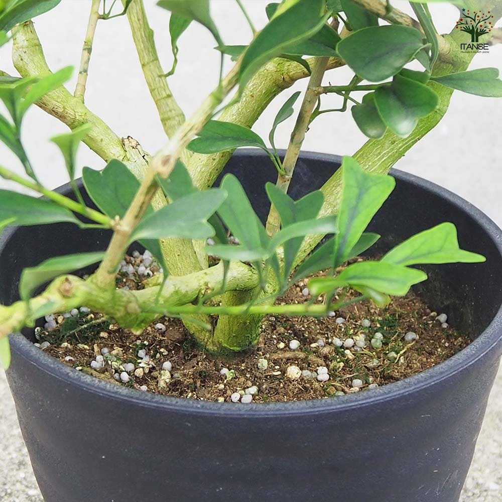 シェフレラ トライアンギュラリス 【観葉植物 6号鉢／1個売り】