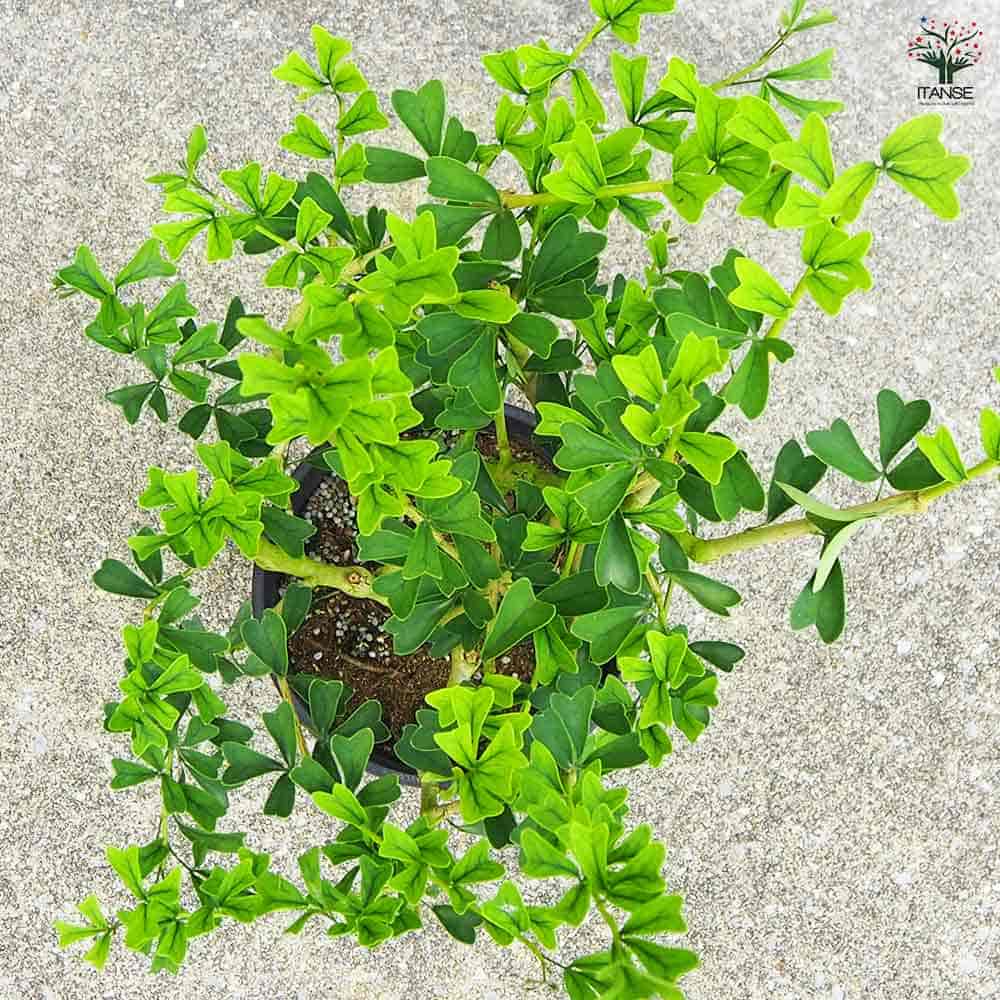 シェフレラ トライアンギュラリス 【観葉植物 6号鉢／1個売り】