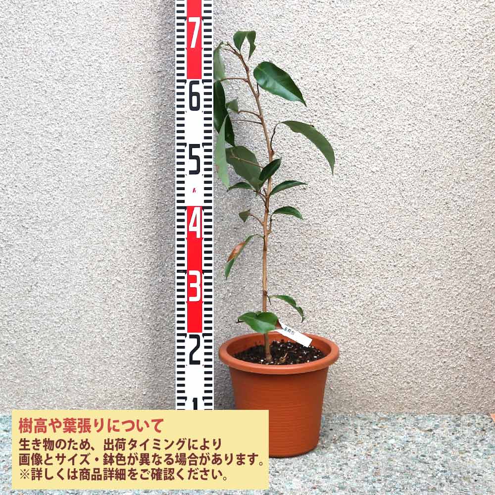 ライチ【玉荷包】美味しい！最高級品種！取木苗木 ライチ【玉荷包】美味しい！最高級品種！取木苗木