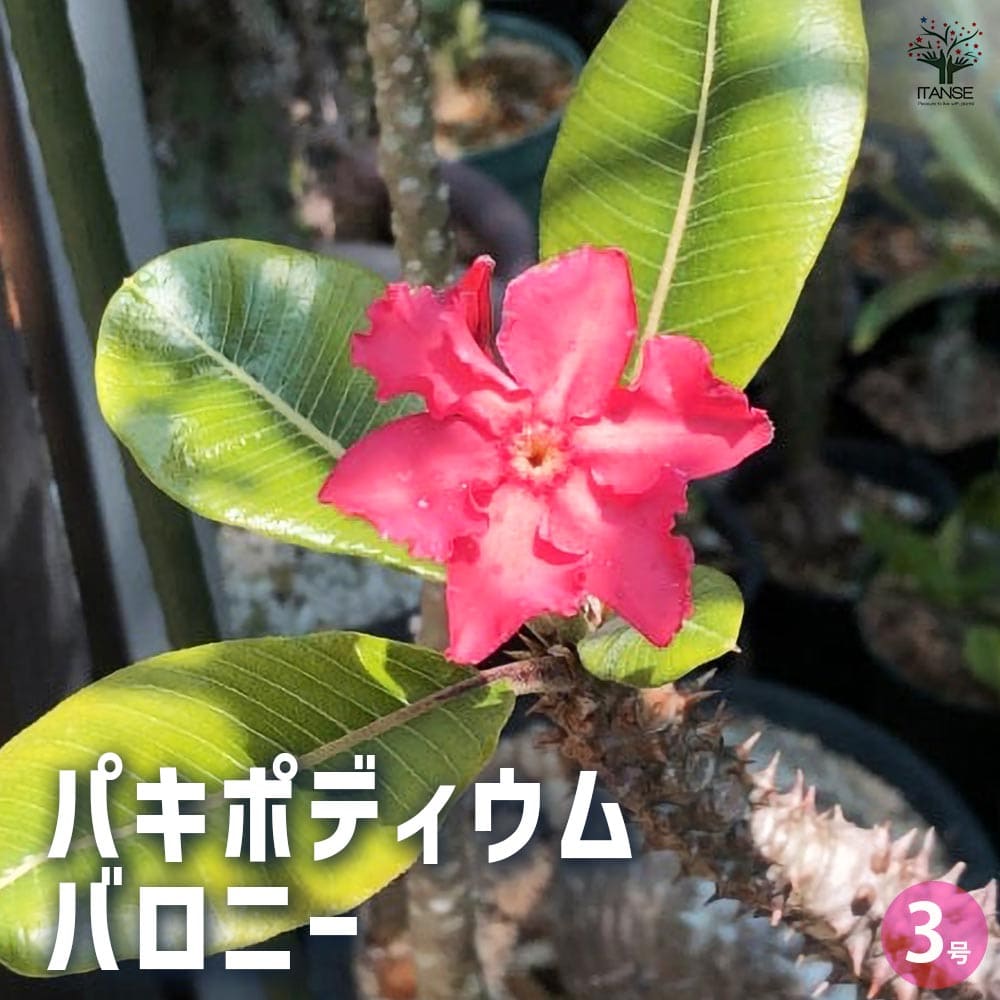 観葉植物 パキポディウム バロニー 【観葉植物 3号鉢／1個売り】