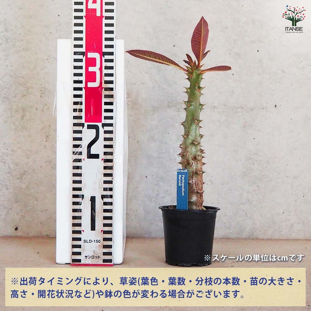 観葉植物 パキポディウム バロニー 【観葉植物 3号鉢／1個売り】