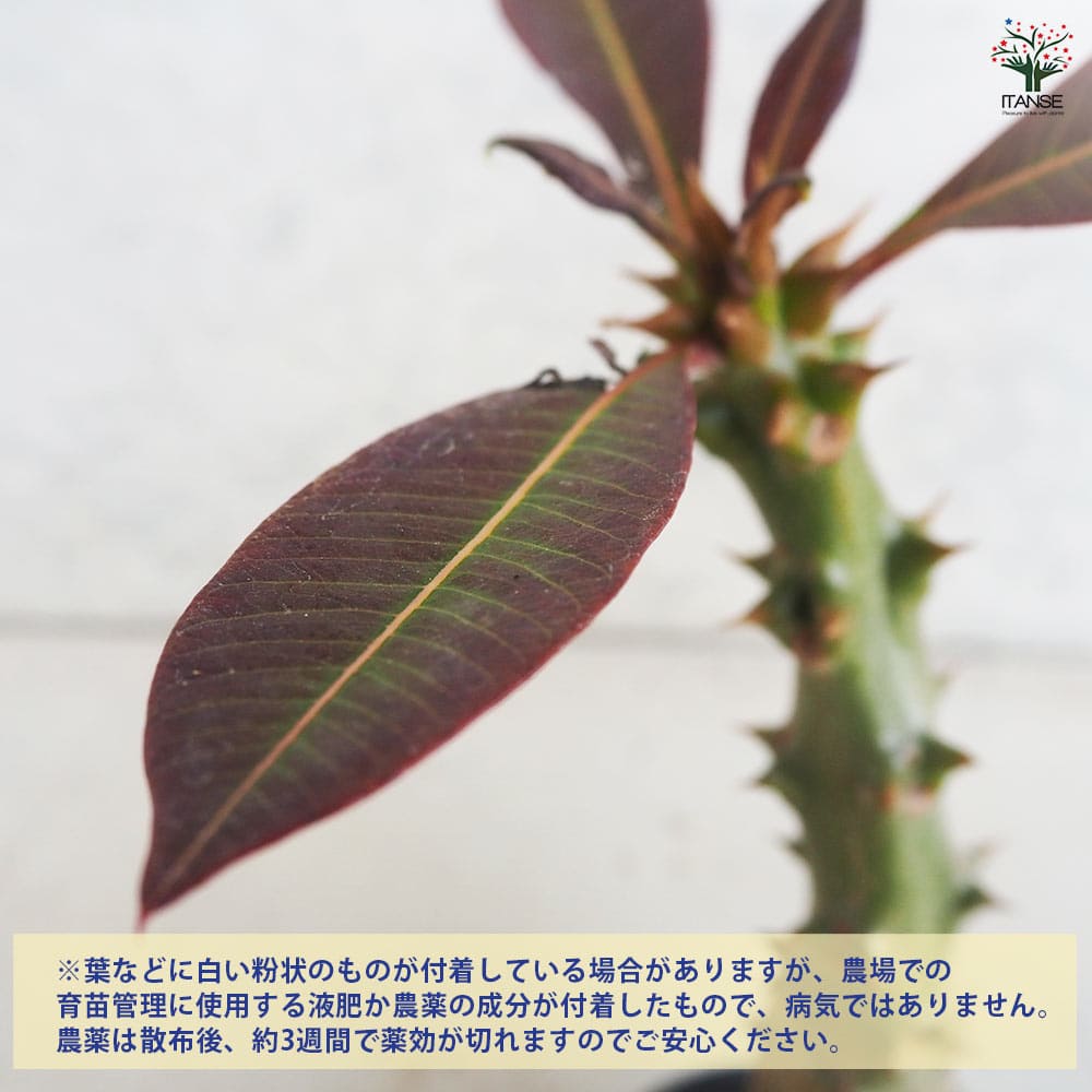 観葉植物 パキポディウム バロニー 【観葉植物 3号鉢／1個売り】