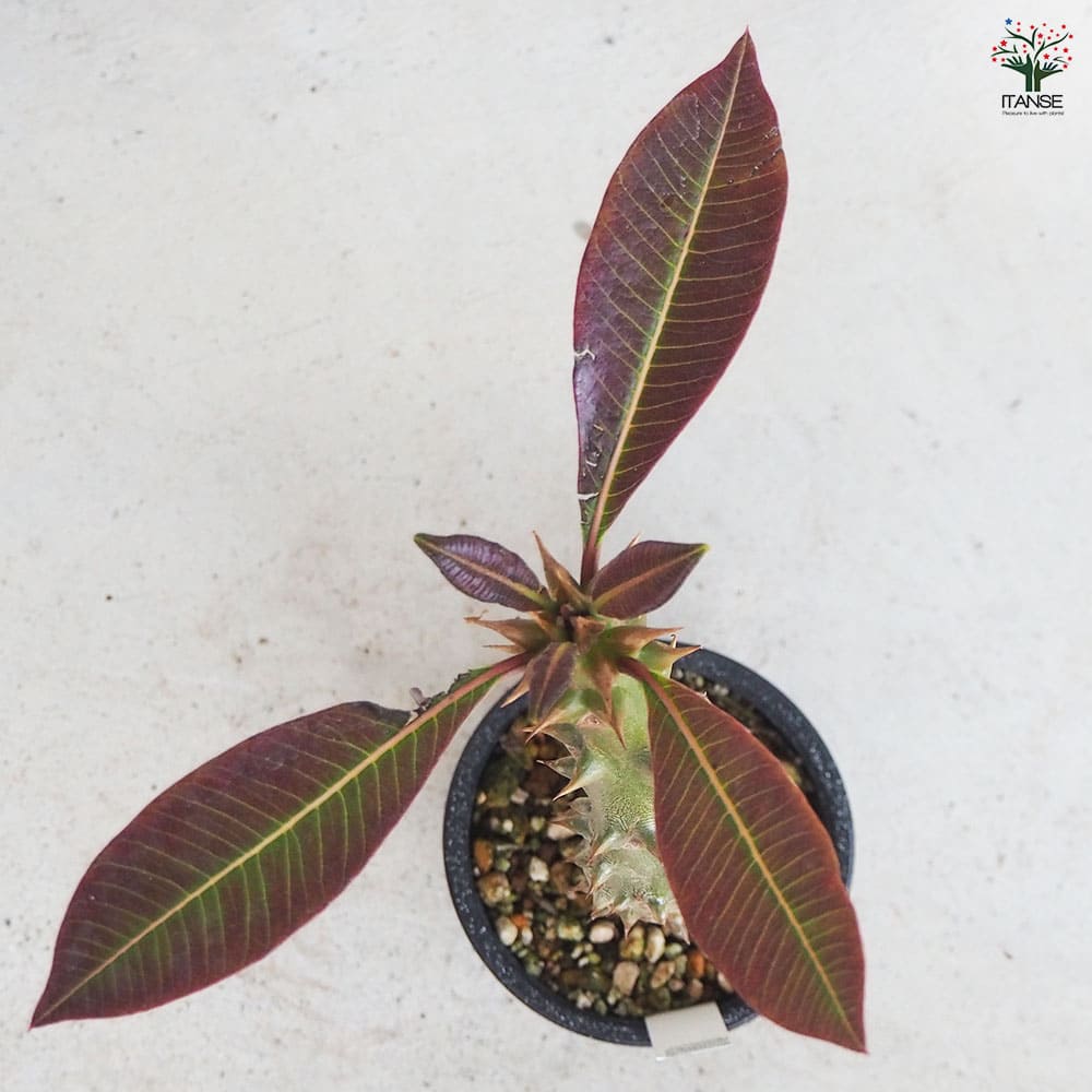 観葉植物 パキポディウム バロニー 【観葉植物 3号鉢／1個売り】