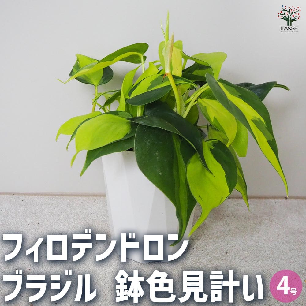 フィロデンドロン ブラジル 鉢色見計い 【観葉植物 4号鉢】