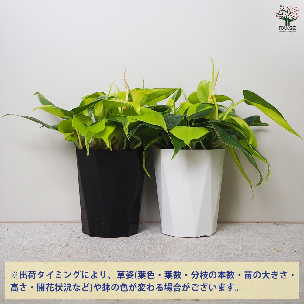 フィロデンドロン ブラジル 鉢色見計い 【観葉植物 4号鉢】