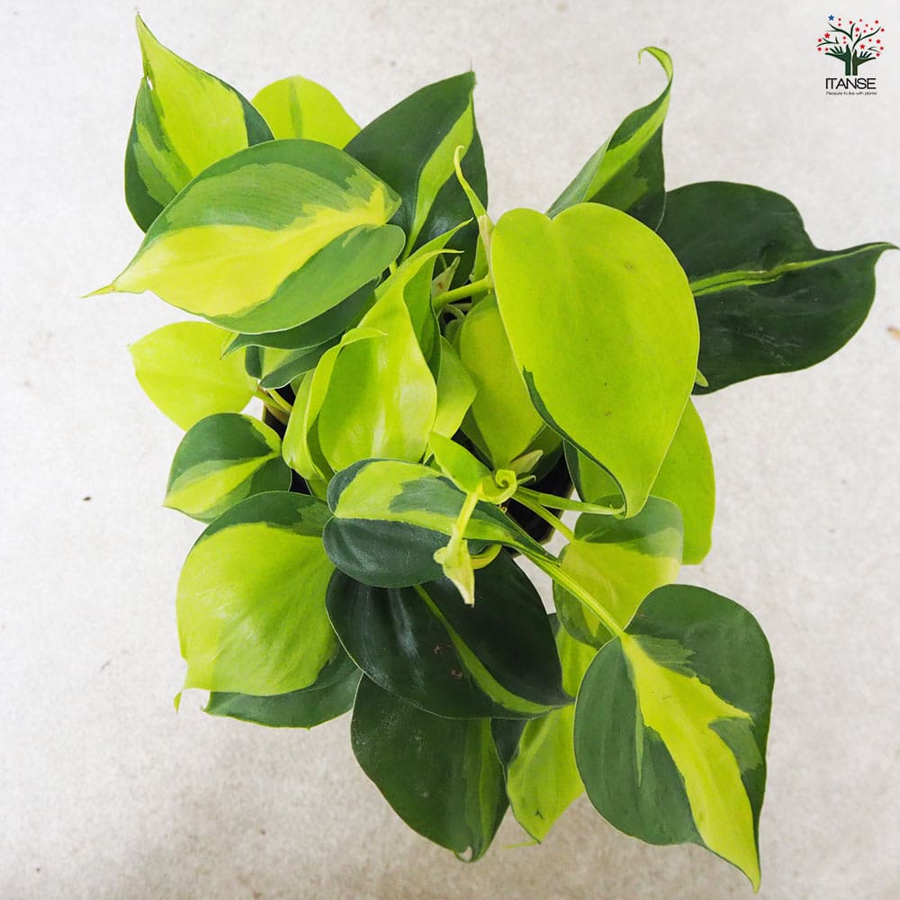 フィロデンドロン ブラジル 鉢色見計い 【観葉植物 4号鉢】