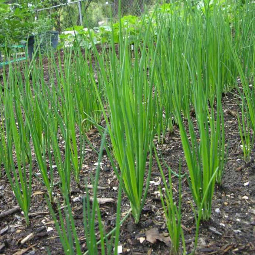 あさつき 種球根【ネット詰め野菜球根 充填時200g／1袋】