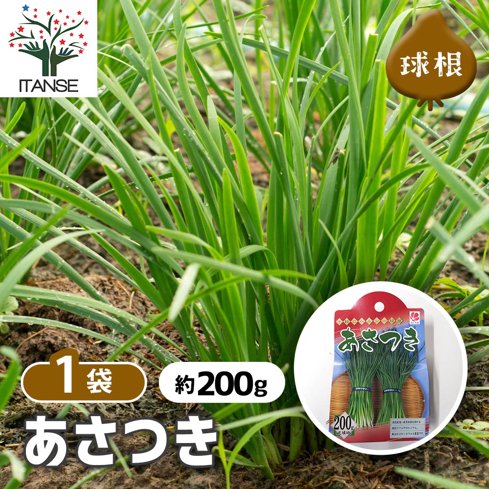 あさつき 種球根【ネット詰め野菜球根 充填時200g／1袋】