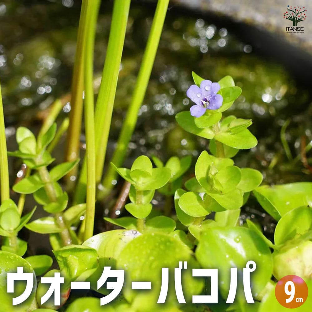 バコパ ウォーターバコパ