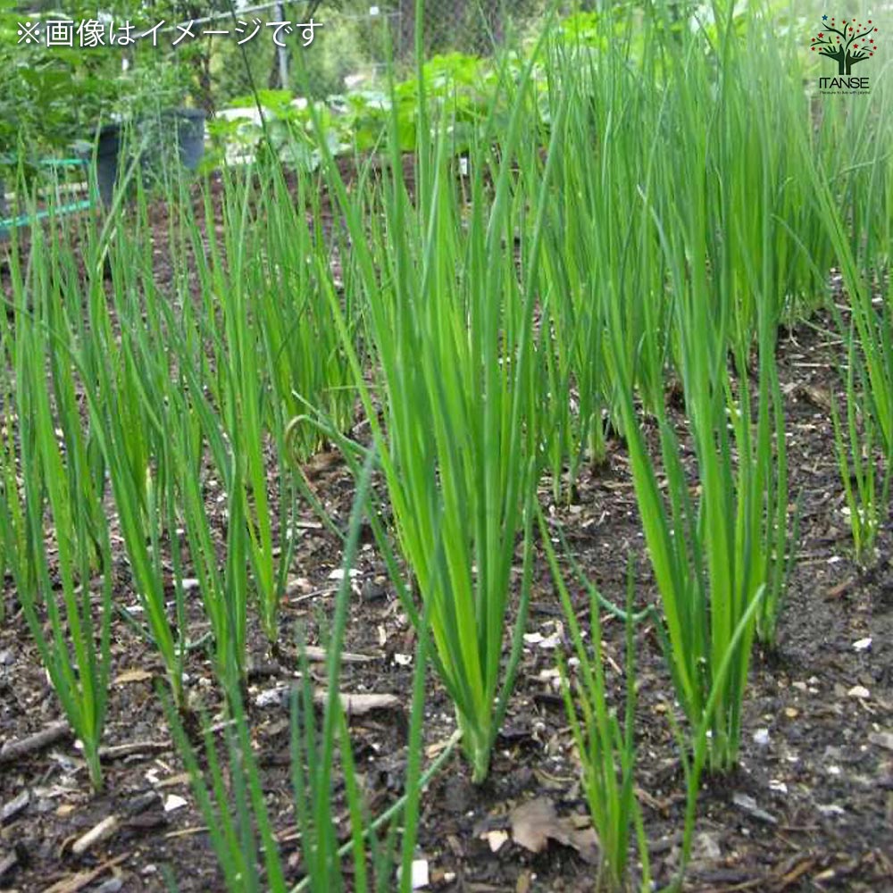 あさつき 種球根【ネット詰め野菜球根 充填時200g／1袋】