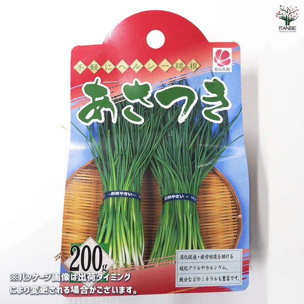 あさつき 種球根【ネット詰め野菜球根 充填時200g／1袋】