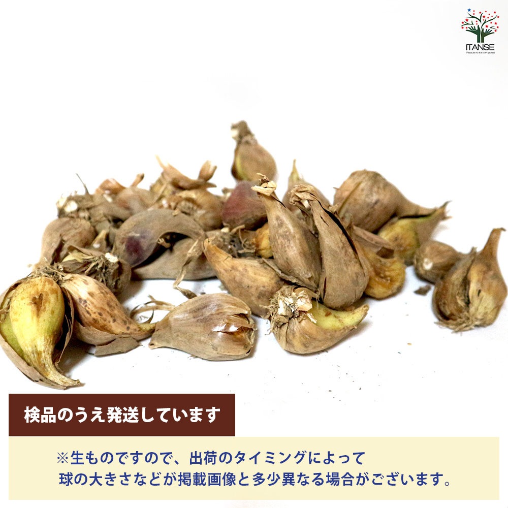 あさつき 種球根【ネット詰め野菜球根 充填時200g／1袋】