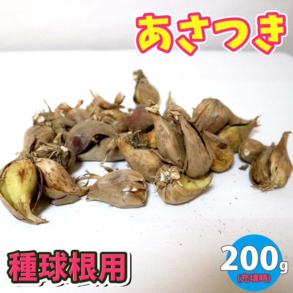 あさつき 種球根【ネット詰め野菜球根 充填時200g／1袋】